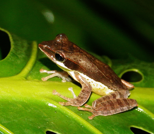 Saddled Tree frog, Taruga eques