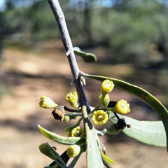 Alectryon oleifolius canescens