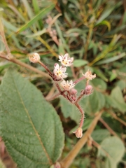 Commersonia dasyphylla