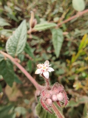 Commersonia dasyphylla