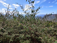 Commersonia dasyphylla