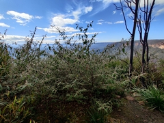 Commersonia dasyphylla