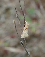 Cochylimorpha straminea