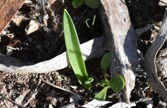 Glossodia major
