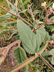Commersonia dasyphylla