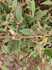 Commersonia dasyphylla