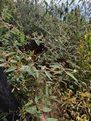 Commersonia dasyphylla