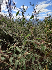 Commersonia dasyphylla