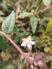 Commersonia dasyphylla