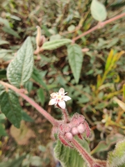 Commersonia dasyphylla
