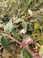 Commersonia dasyphylla