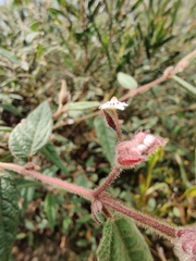 Commersonia dasyphylla