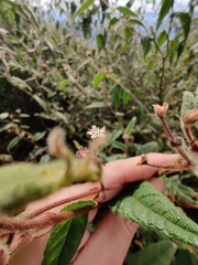 Commersonia dasyphylla