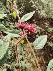 Commersonia dasyphylla