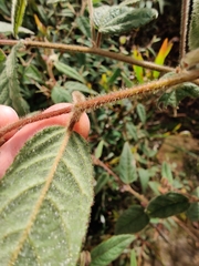 Commersonia dasyphylla