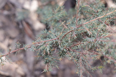 Dillwynia ramosissima