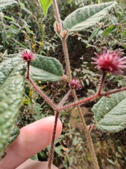 Commersonia dasyphylla