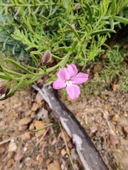 Coopernookia barbata