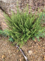 Coopernookia barbata