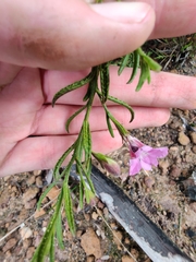 Coopernookia barbata