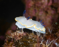 Ardeadoris scottjohnsoni