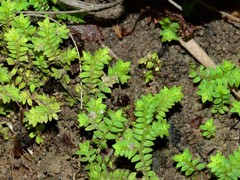 Selaginella ciliaris