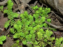 Selaginella ciliaris