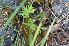 Geranium bicknellii