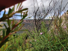 Coopernookia barbata