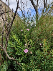 Coopernookia barbata