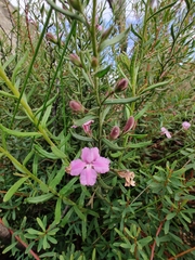 Coopernookia barbata