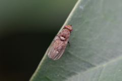 Minettia maculithorax