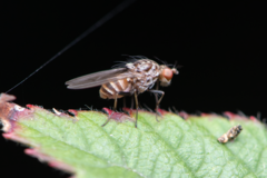 Minettia maculithorax