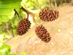 Alnus hirsuta