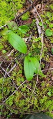 Scoliopus hallii