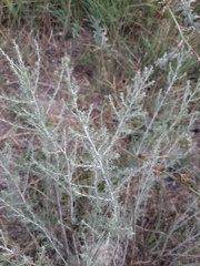 Artemisia taurica