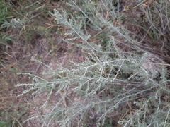Artemisia taurica