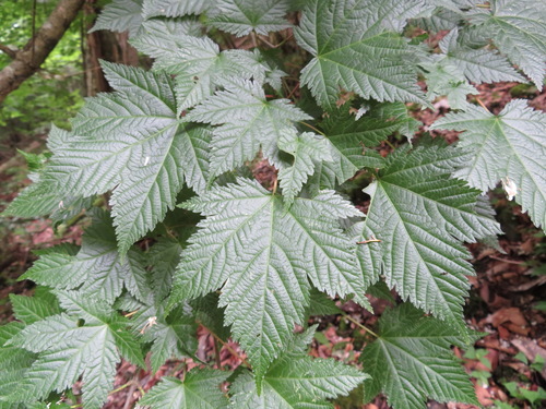 Acer argutum iNat (2)