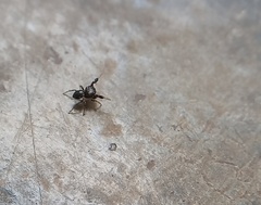 Harmochirus brachiatus