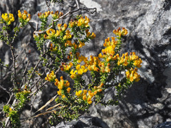 Aspalathus subulata