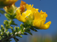 Aspalathus subulata