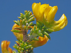 Aspalathus subulata