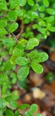 Coprosma dumosa