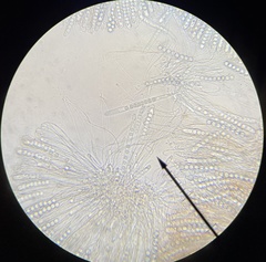 Pulvinula carbonaria