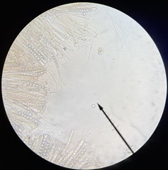 Pulvinula carbonaria