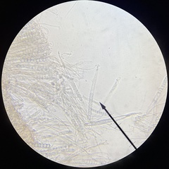 Pulvinula carbonaria