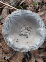 Amanita cheelii
