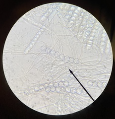 Pulvinula carbonaria