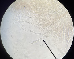 Pulvinula carbonaria