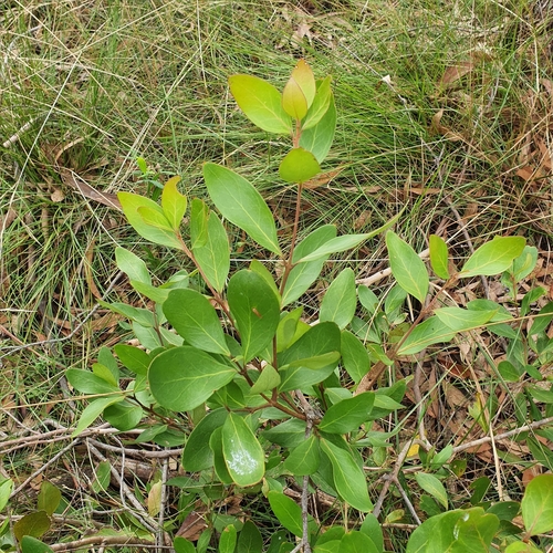 Image of Persoonia laurina by (c) ronavery, some rights reserved (CC BY)